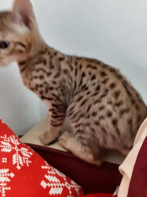 Savannah - imagine 5 Savannah - imagine 5