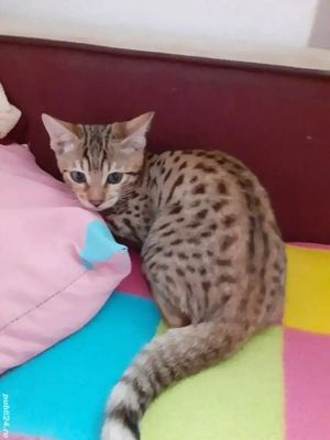 Savannah - imagine 2 Savannah - imagine 2