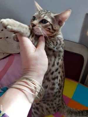 Savannah - imagine 3 Savannah - imagine 3