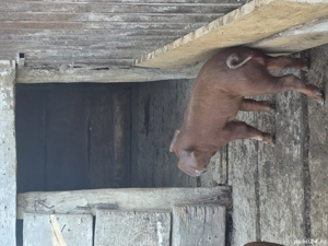 Duroc purcei - imagine 3