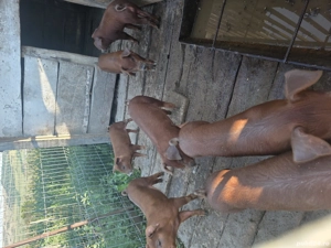 Duroc purcei - imagine 2