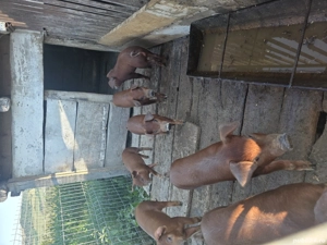 Duroc purcei - imagine 4