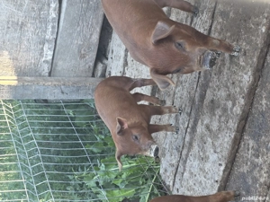 Duroc purcei - imagine 5