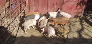 Purcei de vanzare - imagine 2