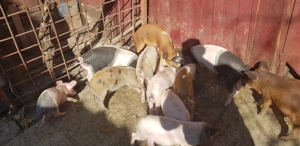 Purcei de vanzare - imagine 5