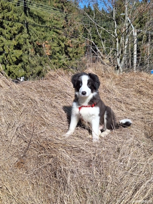 Pui border collie deosebit 
