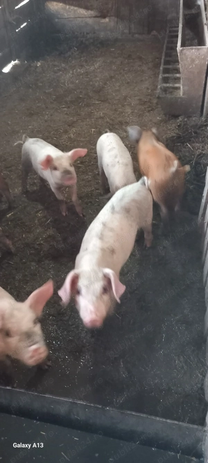 Vand purcei duroc x marele alb - imagine 2