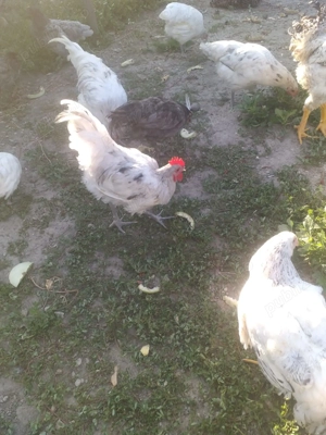vind 2 cocosi australorp 