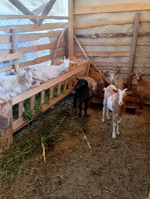 Iezi și iede - imagine 2