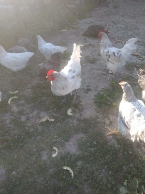 vind 2 cocosi australorp  - imagine 2