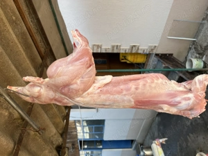 Carcasă iepure crescut natural