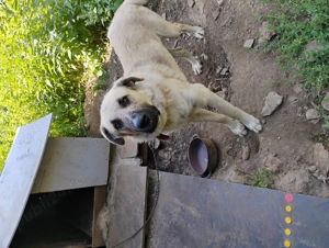 Vind kangal tinar..1 an jumate  - imagine 2 Vind kangal tinar..1 an jumate  - imagine 2