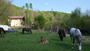 7700 Euro vanzare 220 mp teren asfalt apa gaz si curent Cosminele Prahova superb - imagine 15