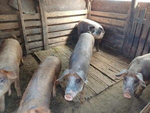 Porci de vanzare pentru sacrificat