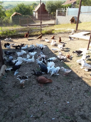 Porumbei de vânzare  - imagine 2