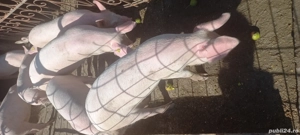 porci de vânzare 