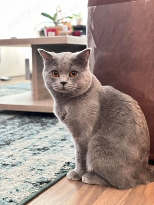 Motan British Shorthair  - imagine 2 Motan British Shorthair  - imagine 2