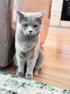 Motan British Shorthair  - imagine 3 Motan British Shorthair  - imagine 3