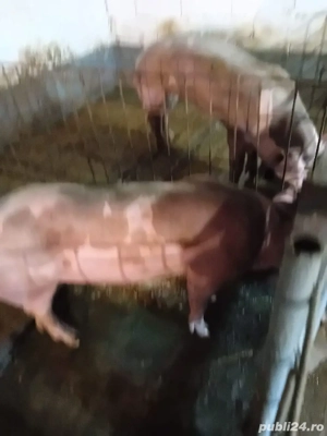 1 vier Petrain de reproductie 8 luni 2000 lei 130 -140 kg.  - imagine 2 1 vier Petrain de reproductie 8 luni 2000 lei 130 -140 kg.  - imagine 2