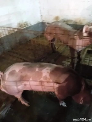 1 vier Petrain de reproductie 8 luni 2000 lei 130 -140 kg. 