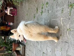 Căței husky Medias jud Sibiu  - imagine 4