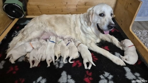 Pui Golden Retriever cu Pedigree - imagine 4