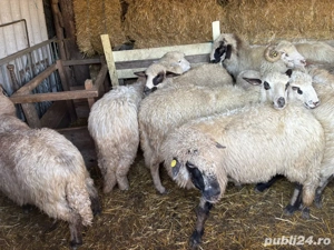 Oi de vanzare 