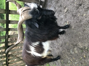 Tapi de vanzare - imagine 3