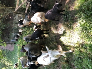 Tapi de vanzare - imagine 2