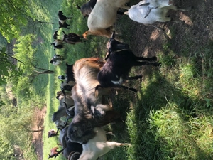 Tapi de vanzare - imagine 4