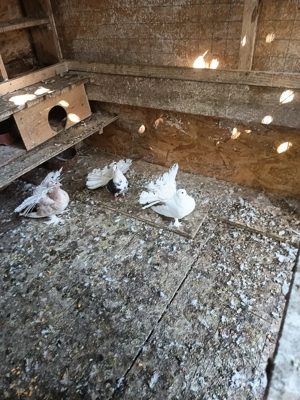 Porumbei  fauri albi și capaciti - imagine 2