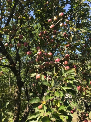 teren si casa  - imagine 2