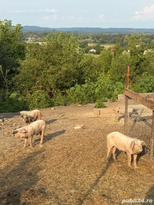 Porci de vanzare - sanatosi si bine ingrijiti - imagine 5 Porci de vanzare - sanatosi si bine ingrijiti - imagine 5