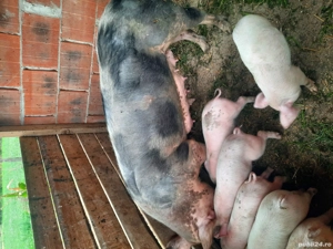 Se vinde soldani - imagine 4