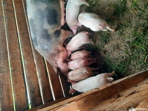 Se vinde soldani - imagine 3