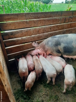 Se vinde soldani - imagine 5