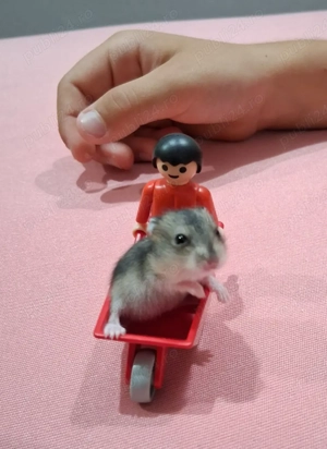 Donez hamsteri pitici 