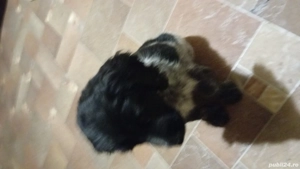 disponibil kokeri spaniol vacinurii la zi  manca mancare ideal pt iubitori de animale 