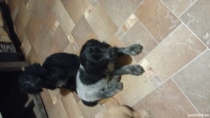 disponibil kokeri spaniol vacinurii la zi  manca mancare ideal pt iubitori de animale  - imagine 2