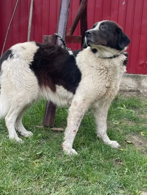 Femela Ciobanesc de Bucovina 