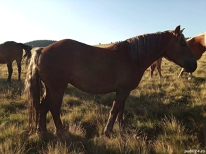 Vând mânza  - imagine 2