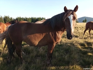 Vând mânza  - imagine 3