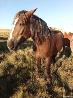 Vând mânza  - imagine 4