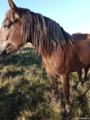 Vând mânza  - imagine 5