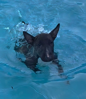 Miniature Bull terrier cu pedigree FCI - imagine 3