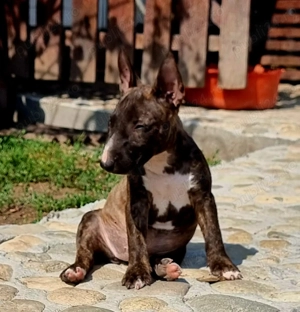 Miniature Bull terrier cu pedigree FCI - imagine 2