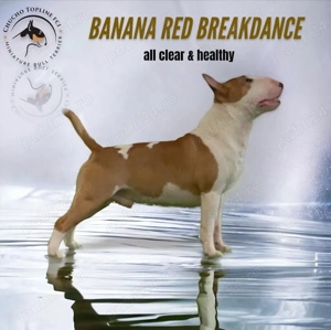 Miniature Bull terrier cu pedigree FCI - imagine 4
