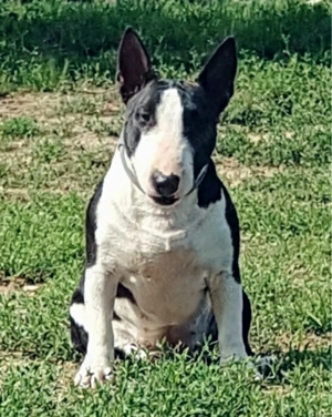 Miniature Bull terrier cu pedigree FCI - imagine 5