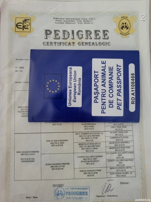 Maine Coon adult - imagine 4