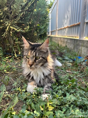 Maine Coon adult - imagine 2